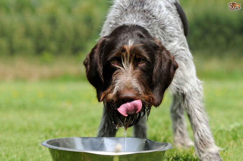reasons-why-dogs-drink-excessive-amounts-of-water-52666d8ff0894-1024x680